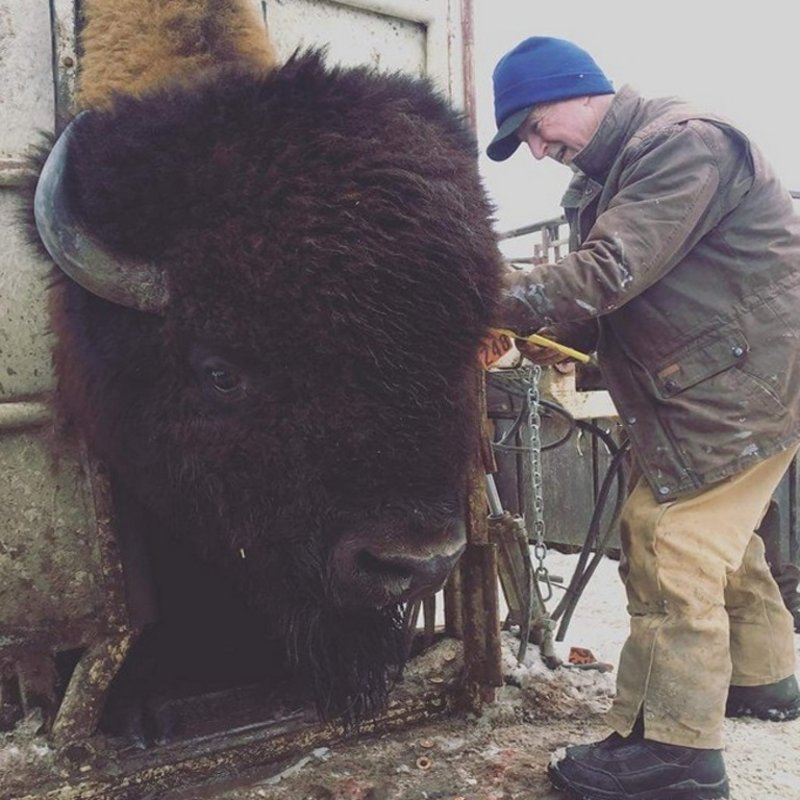 Tagging and blood tests for bison. Just to give you an idea of how big they are, this male weighs around 3000lbs.