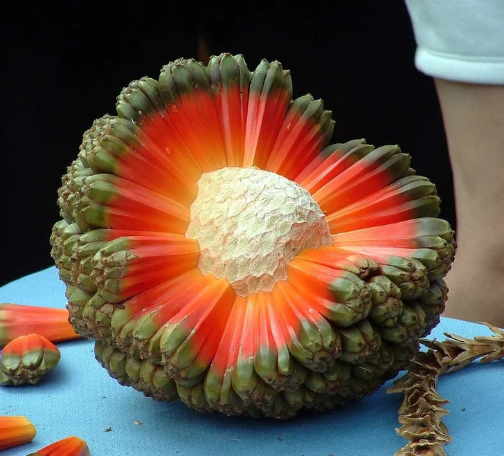 fascinating photos - there is a fruit named hala that looks like an exploding planet and tastes like sugarcane