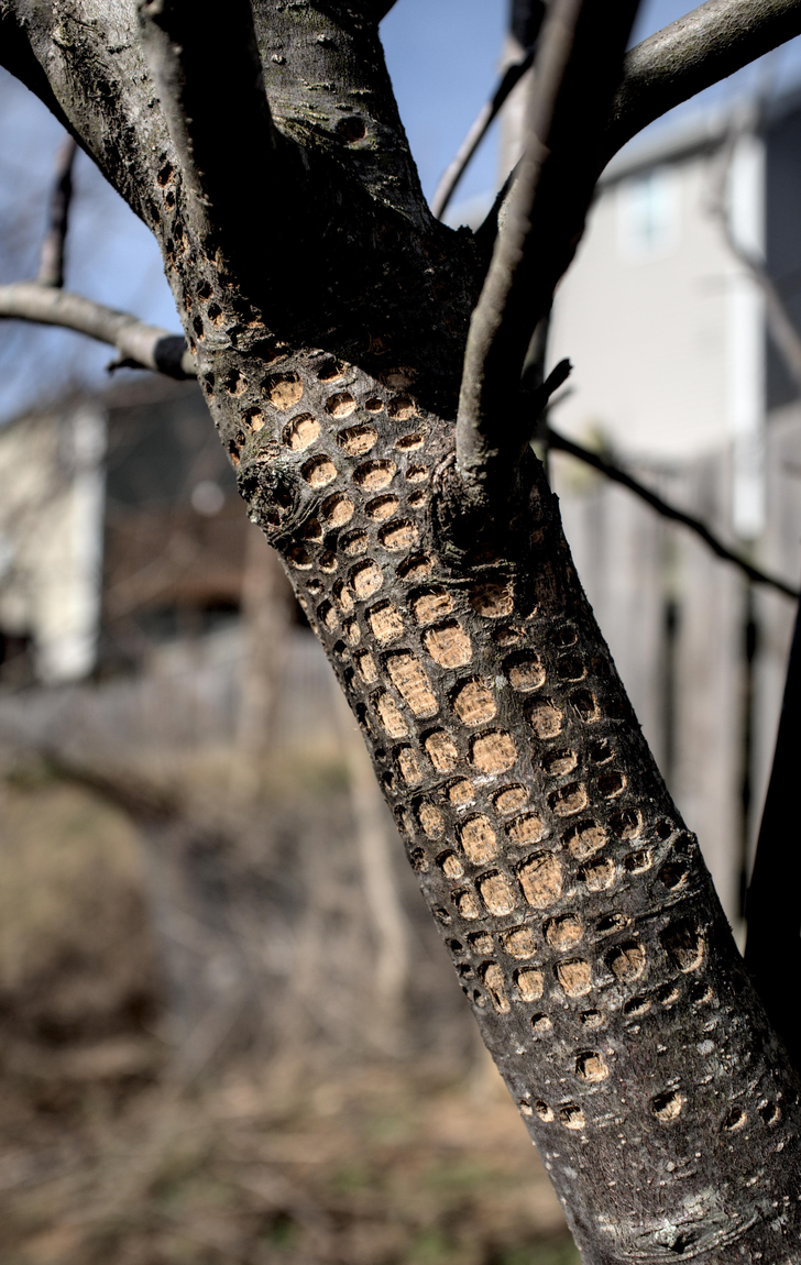 “Holes on an apple tree from a yellow-bellied sapsucker that have since stretched out after a new growth”