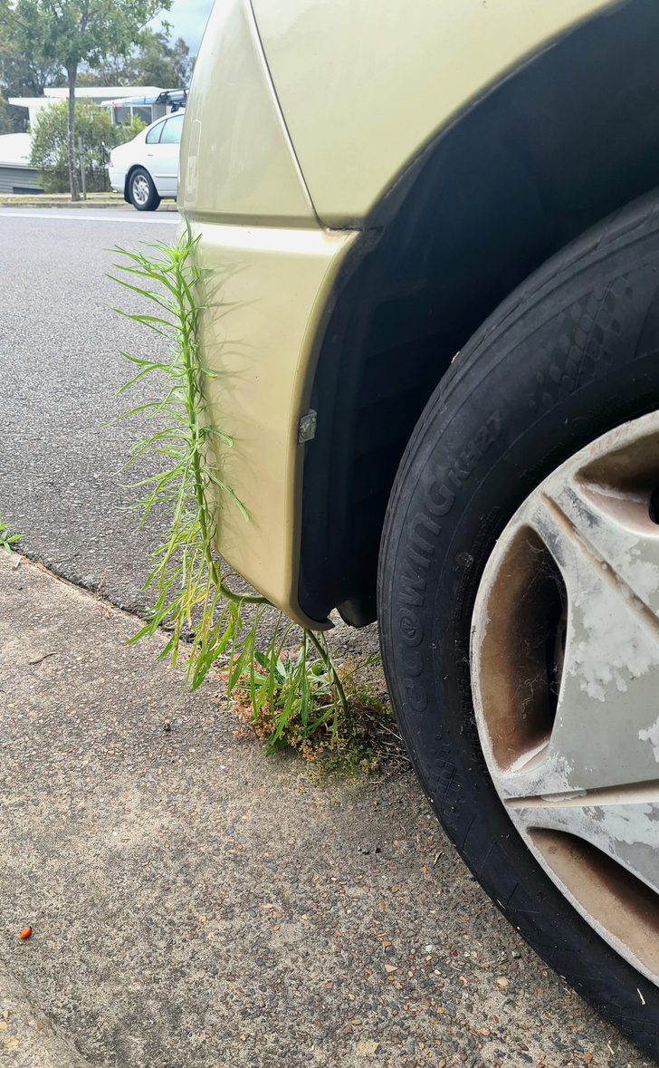 “This car parked so long, a weed simply grew around it.”