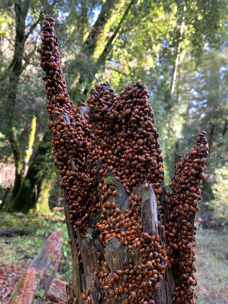 “Thought this was some kind of fungus until I looked closer — it’s thousands of ladybugs clustered on fallen trees.”