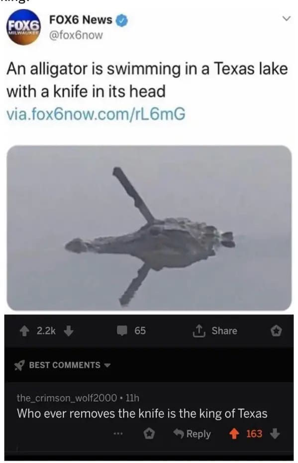 aviation - FOX6 News FOX6 Milwauke An alligator is swimming in a Texas lake with a knife in its head via.fox6now.comrL6mG Best 65 the_crimson_wolf2000.11h Who ever removes the knife is the king of Texas 163