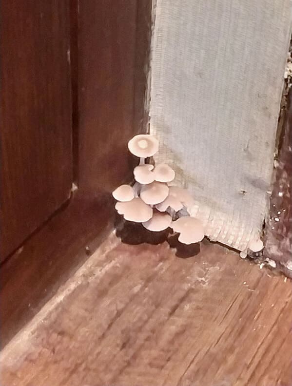 “Mushrooms Are Growing In My Hotel Room. It’s A Novotel”