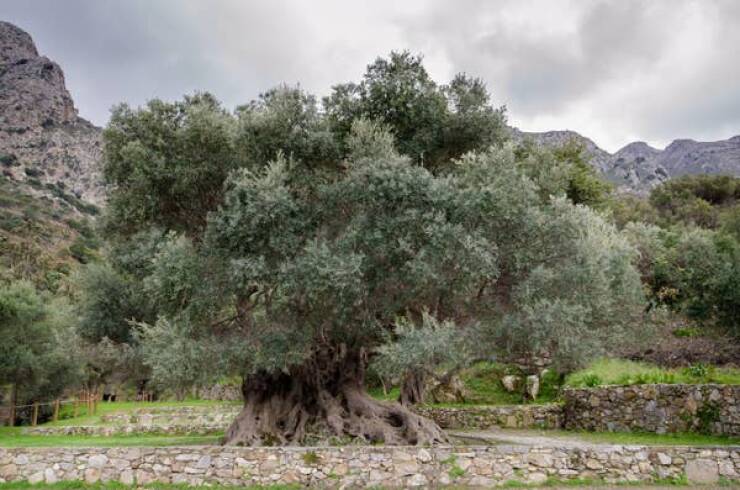 This is (probably) the oldest olive tree on Earth, clocking in at a whopping 3,500-plus years old: