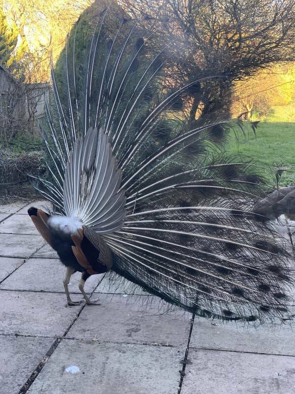 Now, you're obviously familiar with the front side of a peacock. It's majestic. Glorious, even! But have you ever seen a peacock's back side? Now you have: