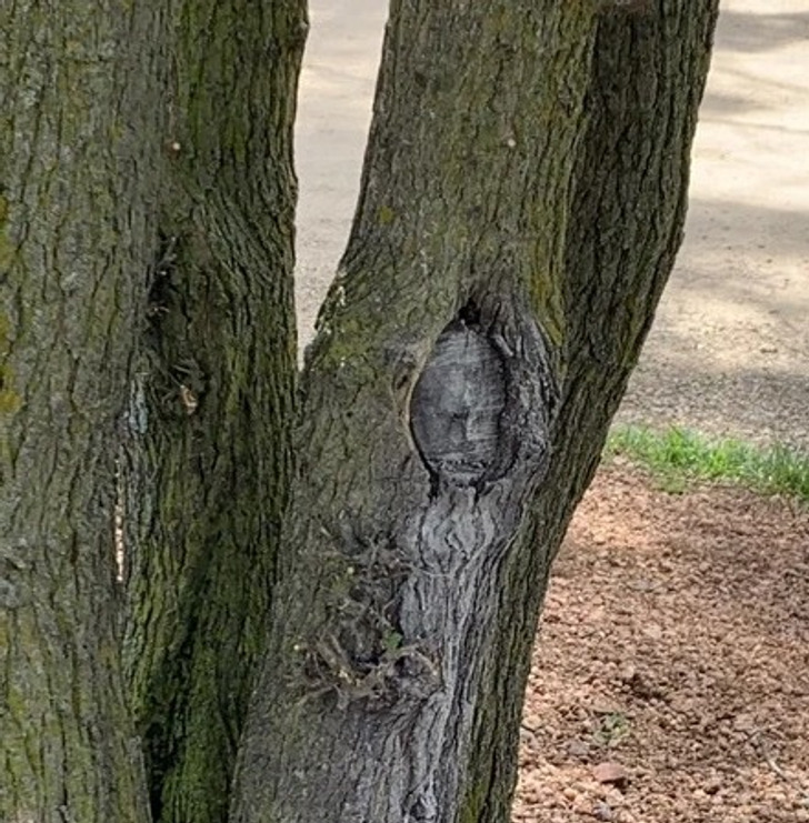 “This tree appeared to grow a child.”