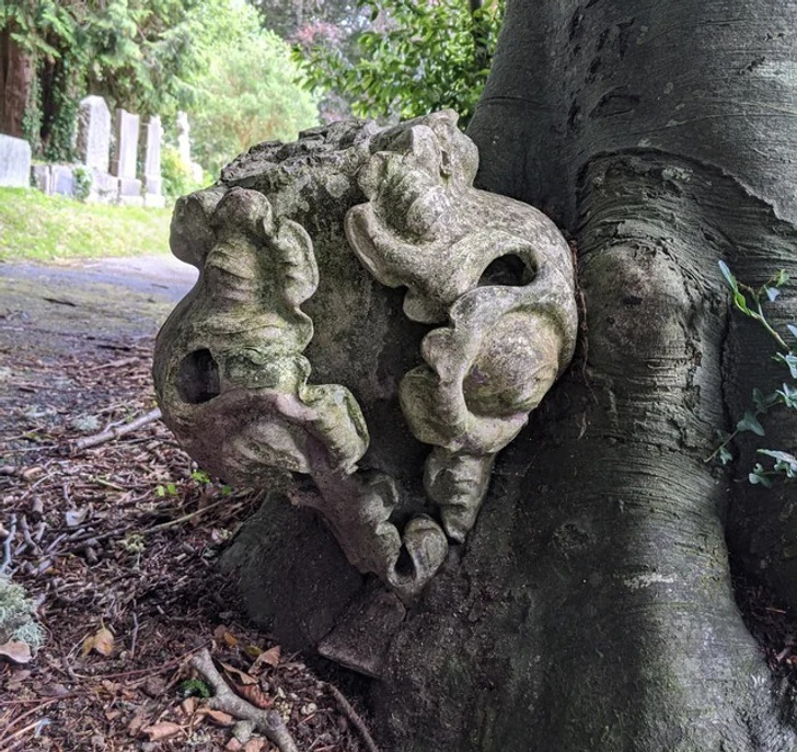 “A tree healing a stump that looks like a monster skull”