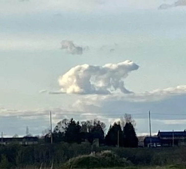 “A cloud, that resembles a polar bear, from my walk earlier today”