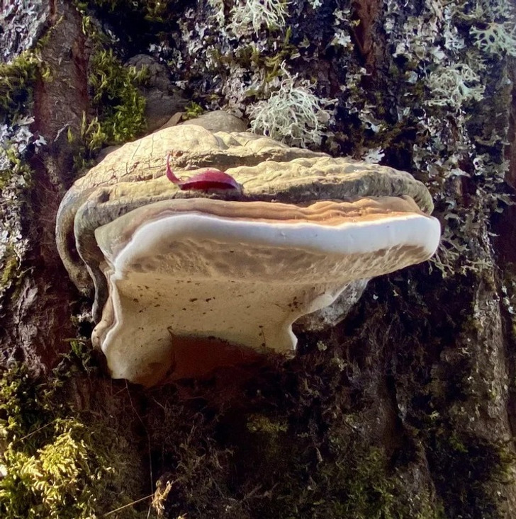 “Saw some cool shelf fungus growing on one of my trees, all I see is a velociraptor head.”