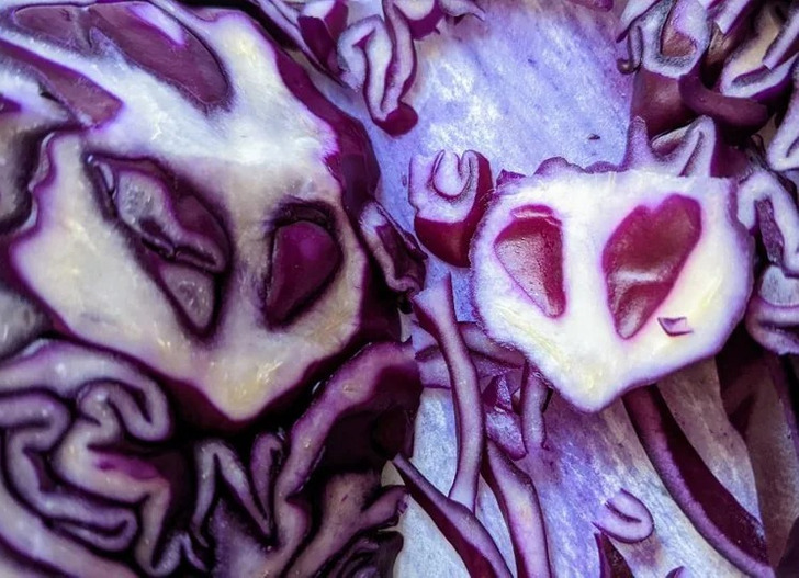 “Aliens hiding in my red cabbage”