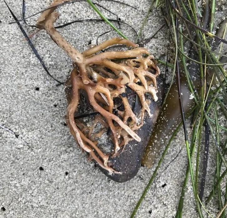 “This rock I found in a clump of seaweed kind of looks like a human heart.”