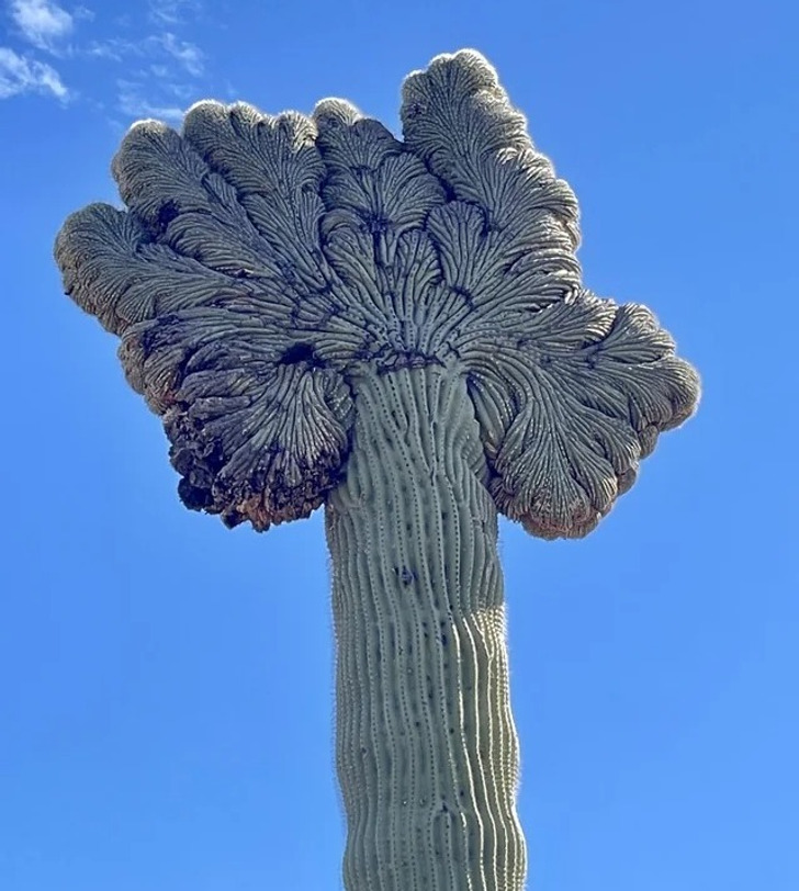“This crested saguaro”