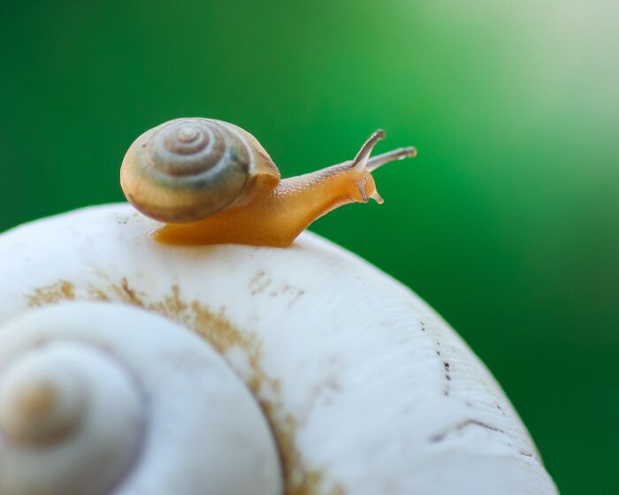 Snails have thousands of teeth.