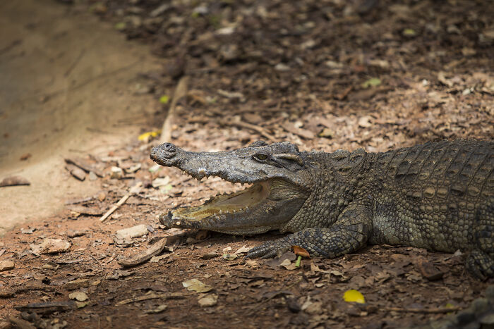 in the NT (Australia) I remember seeing a government warning that crocodiles inhabit the area. Among the few bullet points of advice on the sign, the last one read "If they see you, it is already too late"