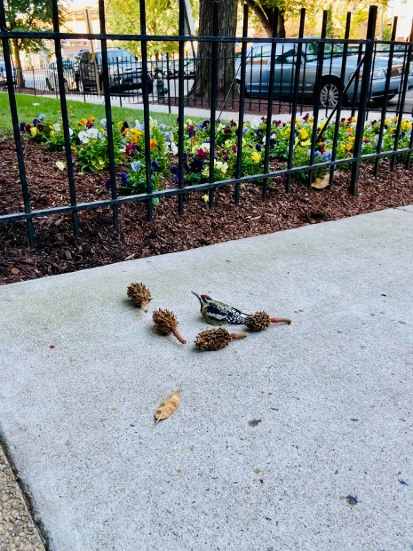 “This bird arranged some pinecones and sat in the middle.”