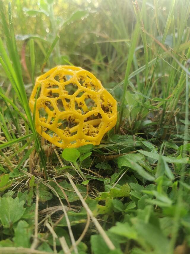 "I came across this hexagon/pentagon structured mushroom"