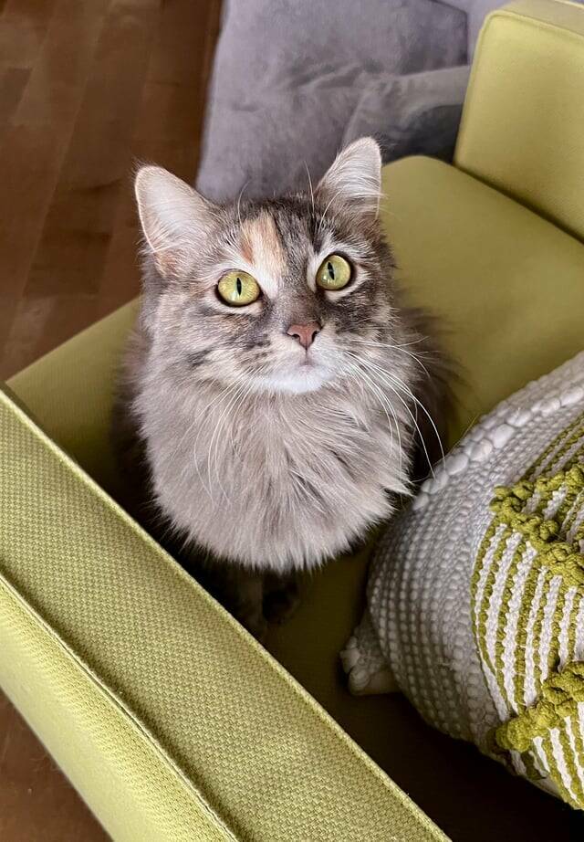 "Cat eye color matches chair perfectly"