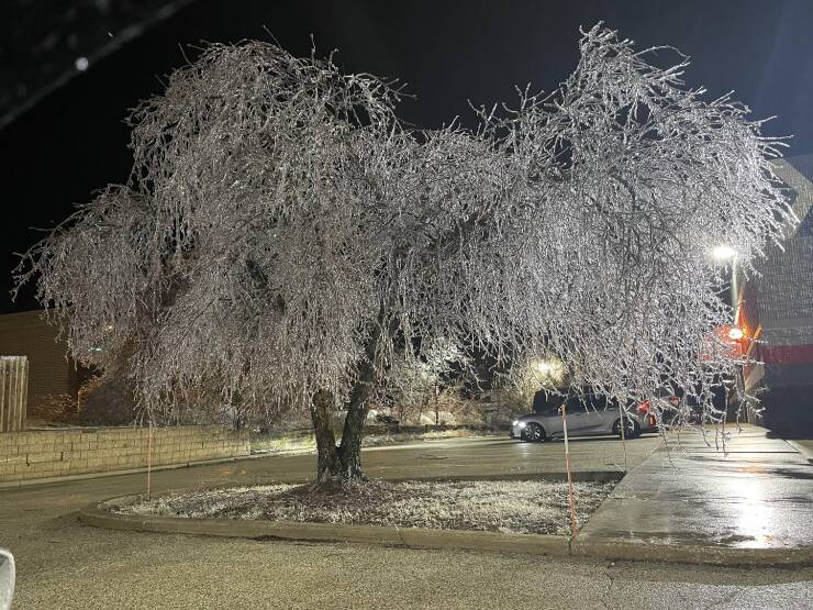 "This tree after an ice storm in Illinois…"