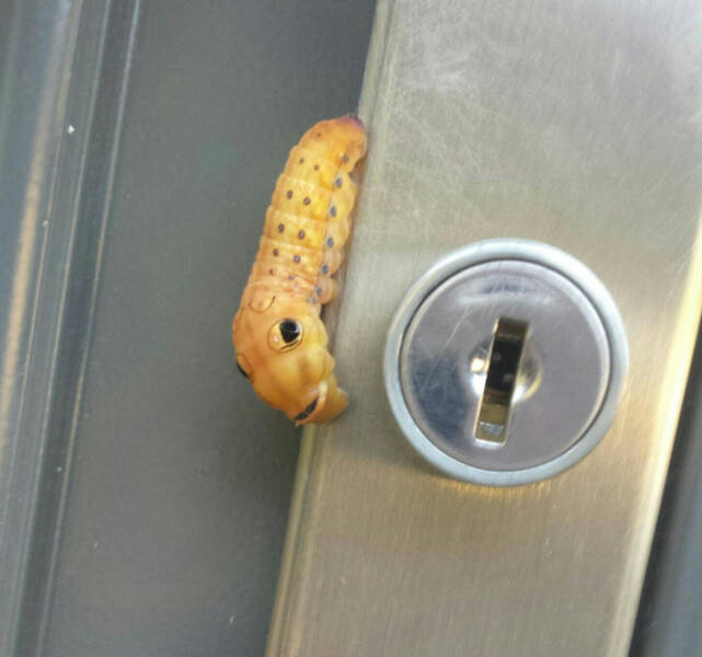 “This little bug guy was just hanging out on my storm door.”