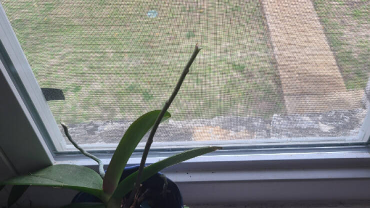 “My orchid was about to rebloom for the first time in 5 years. My cat had other ideas.”