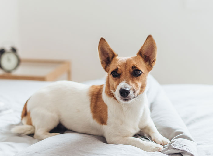 that domestic dogs have developed muscles in there brow to "mimic" humans.