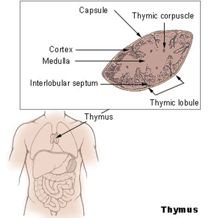 about the thymus, a small (1 oz.) organ behind the sternum that trains new white blood cells to NOT attack the body's own cells. Only 2% survive this rigorous training program; the rest commit suicide to prevent themselves from attacking friendly cells.