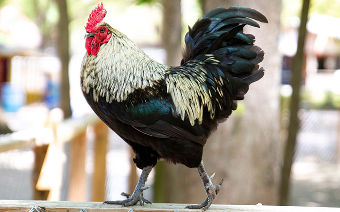 I learned that a rooster was prosecuted in Switzerland for laying eggs and thus, going against the laws of nature in the 15th century and again in the 18th century. The rooster was condemned to be burned alive in public.