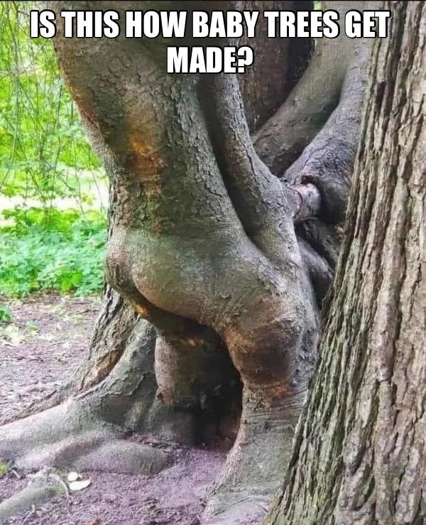 spicy memes - got wood - Is This How Baby Trees Get Made?