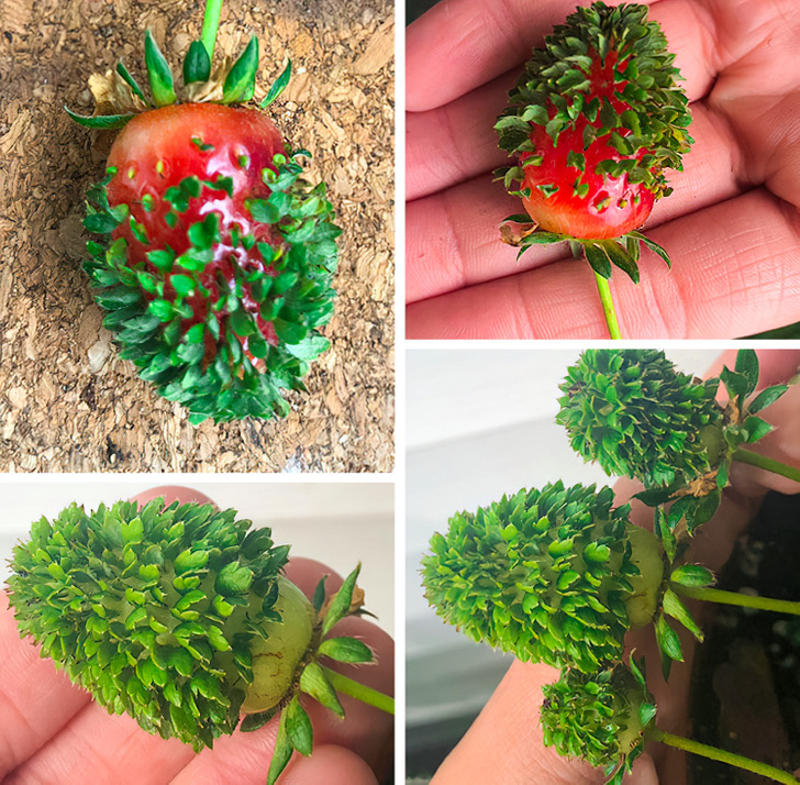 fascinating photos - strawberries sprouting the phenomenon where the seeds turn into green shoots all over the surface of a strawberry is called vivipary - fo