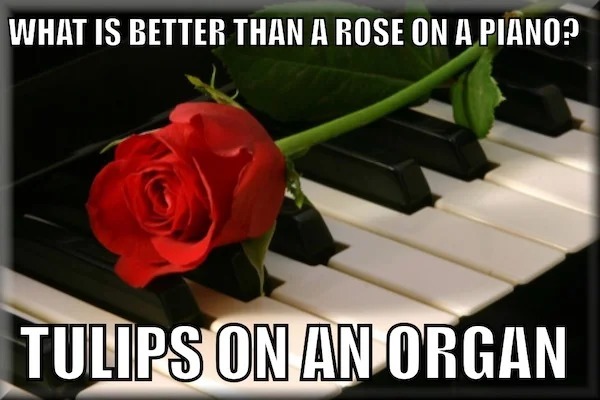 spicy memes - piano with rose - What Is Better Than A Rose On A Piano? Tulips On An Organ