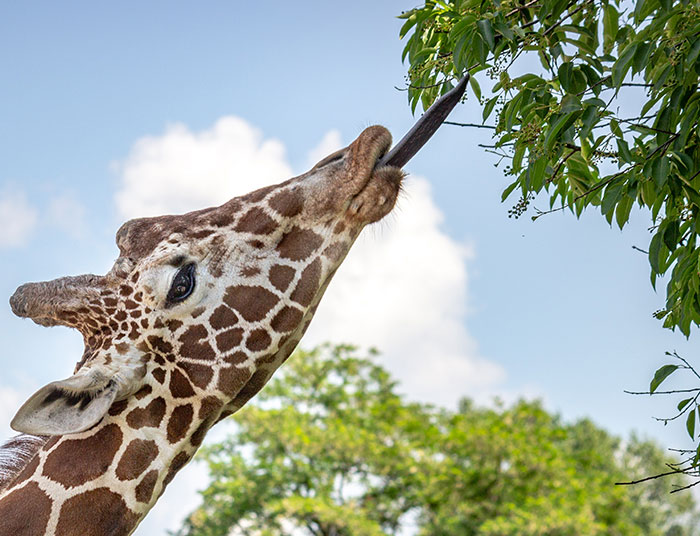 Giraffes’ tongues are black and purple to prevent sunburn while they’re feeding up high.