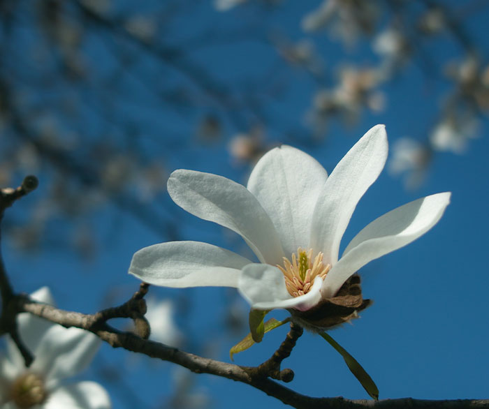 Magnolias predate bees and were first pollinated by beetles and earlier bug species.