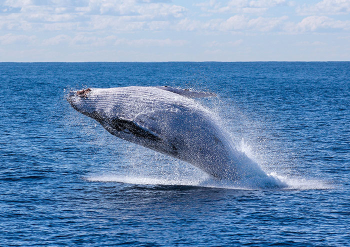 The blue whale, at nearly 100 feet long and nearly 200 tons, is the largest animal known to have ever existed.