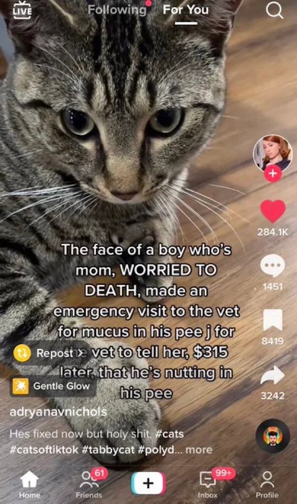 deranged tiktok screenshots - fauna - Live ing For You The face of a boy who's mom, Worried To Death, made an emergency visit to the vet for mucus in his pee j for Repost vet to tell her, $315 later that he's nutting in his pee Gentle Glow Home adryanavni