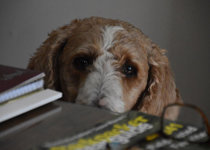 I worked for an internet company in Maine, the company was then bought out by a company in RI. Once every few months this snotty jerk would come to visit from the "main office" most of his comments were condescending, us redneck Mainers, blah blah. He'd always come with this stupid Labradoodle like he was the lord of the manor visiting the peasants. I was the supervisor for the newly created phone department and spoke to him about 2 employees who were allergic to dogs. He didn't care and still kept bringing his dog on his trips/visits.

I would get advanced notice of his visits, so one day a fellow co-worker I enlisted and I went out for lunch and each brought back a rack of ribs, from the local BBQ place. After enjoying them we went and placed one rib bone into all 20+ trash cans in the call center, as well as in each office trash can.

The pure joy of watching him try and pull his dog away from every trash can they walked by over and over and over again can't be explained. I got a call from his boss a few days later, and I played it off as innocently as I could. " Well, sir you don't expect that employees can't have a snack at their desks do you? I mean I could get an official break schedule going but that would require hiring more people. I did ask Mr.Y if he could stop bringing his dog, not only are 2 employees allergic to dogs but this is a professional office. He was unaware of that fact.

no more dog, and even better no more him. We started getting a new manager for visit and they were less often too.