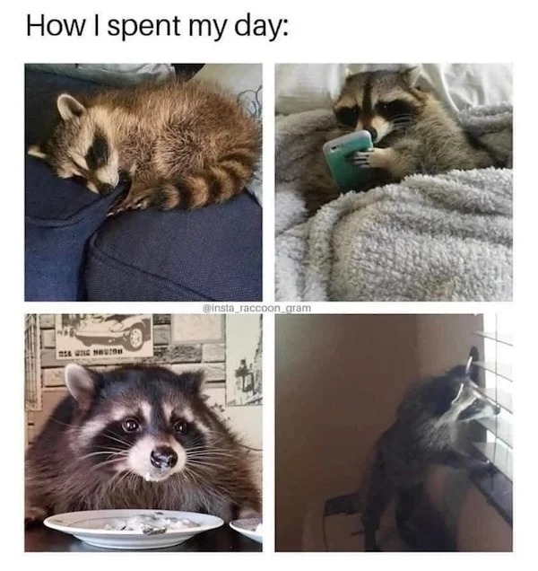 Depressing memes - funny raccoon racoon meme - How I spent my day Nia Ung Mau