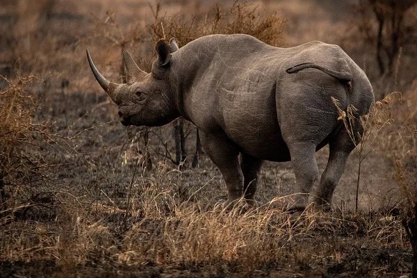 In 1959, the winner of a city council election in Sao Paulo was Cacareco, a rhino at a local zoo. Its candidacy was traced back to students who had printed up 200,000 ballots with her name, and were all legitimately cast by voters, one of whom commented: “Better to elect a rhino than an ass.”