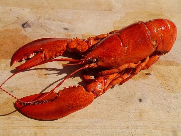 Lobsters were so plentiful in the 1800s that Massachusetts servants demanded a clause in their contracts to prevent being fed it more than three times a week