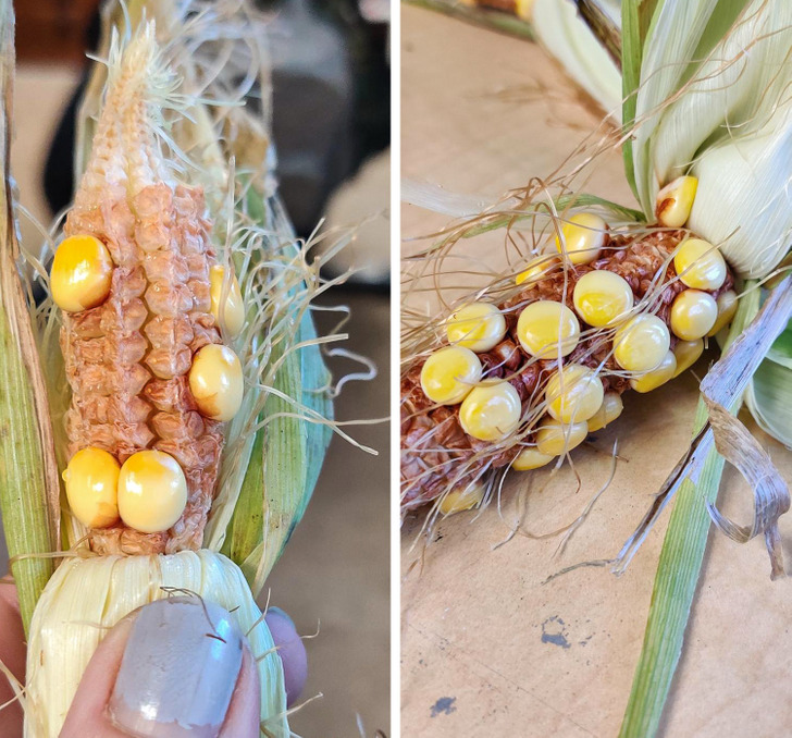 “This harvest should sustain us through the winter.”