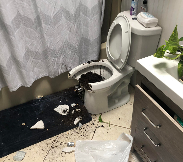 “Wife bought a new plant pot and put it on the shelf over the toilet. And hour later we heard a crash...”