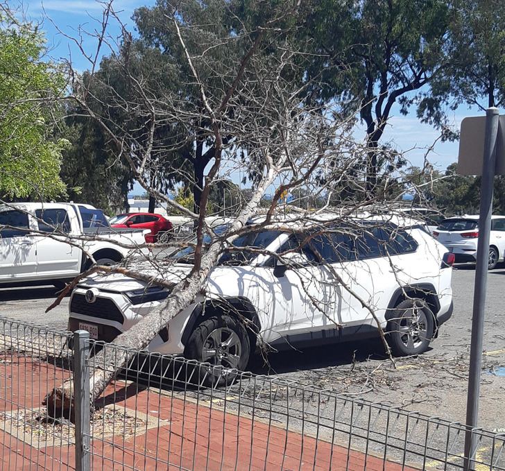 “The tree decided today was the day it was going to fall over. Landed on some poor person’s car.”