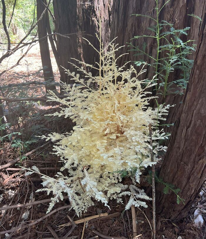 A White Redwood Baby