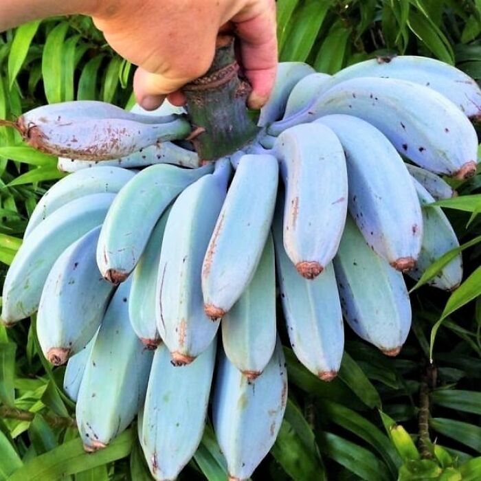 Blue Java Banana