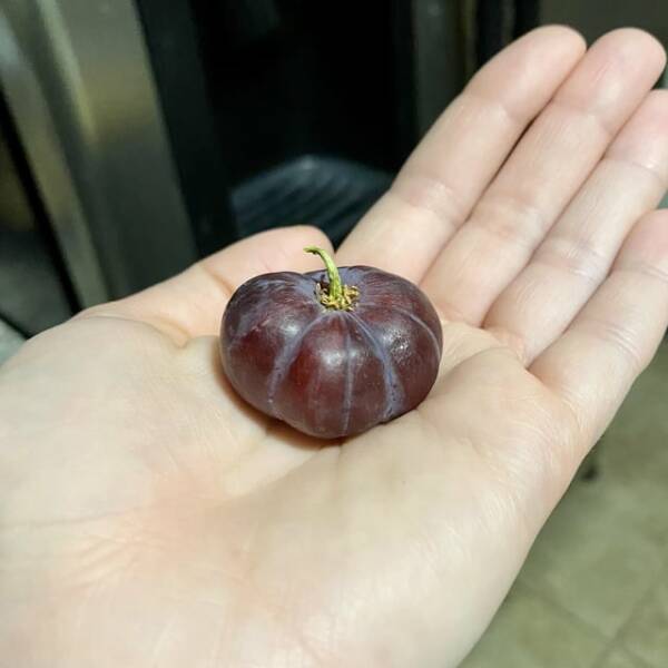 "This grape that looks like a pumpkin"