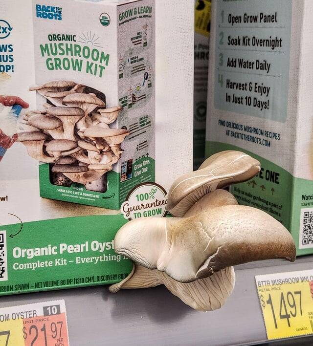 "This unopened mushroom-growing kit is already growing mushrooms."