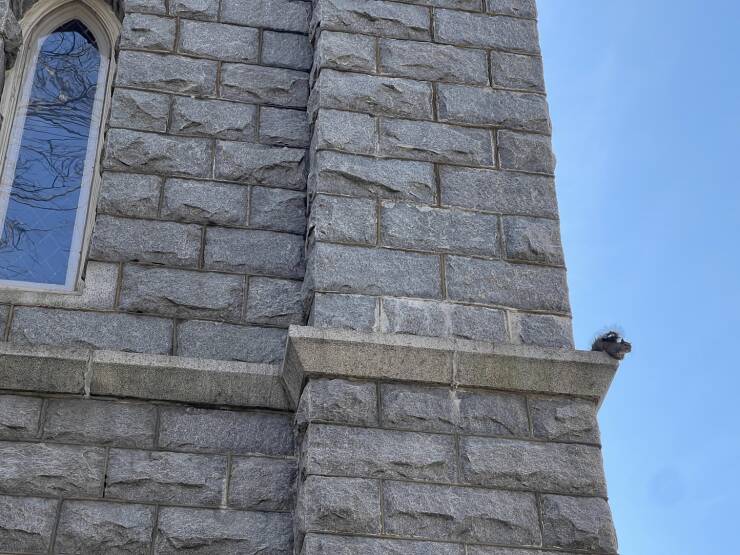 "This squirrel sits on a cathedral corner like a gargoyle almost everyday"