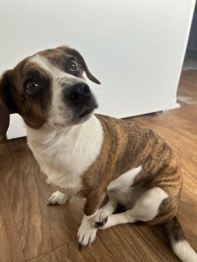 "My dog crosses her back legs when she sits"