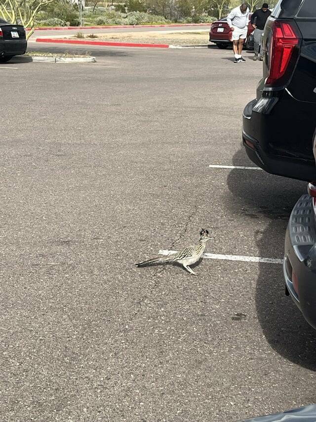 "Encountered a Road Runner on my travels today"