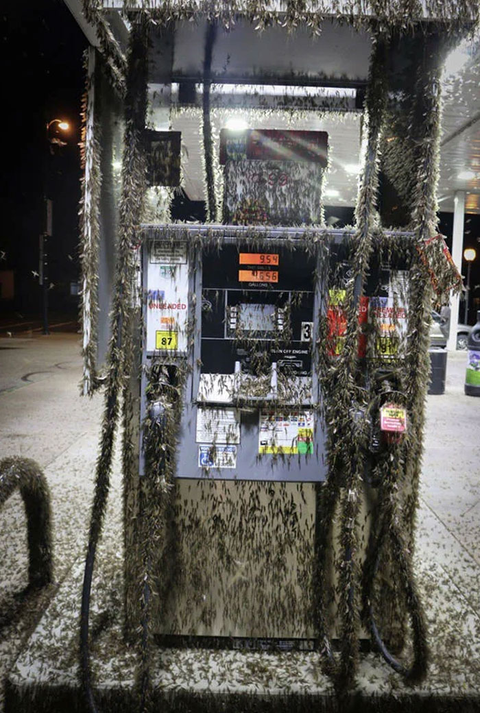 What Is This Crazy Swarm Of Inch Long Bugs On Gas Pumps In South Carolina?