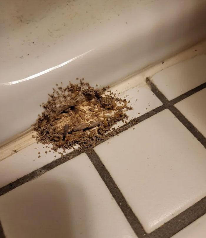 Saw These Creatures At The Base Of My Toilet. Wiped Them Away With Bleach Only For Them To Reappear In Force A Couple Days Later. What The Heck?